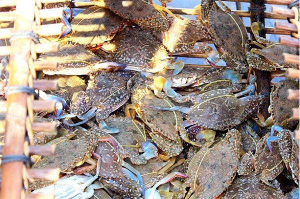 Đảo Thạnh An - hải sản trên đảo 1